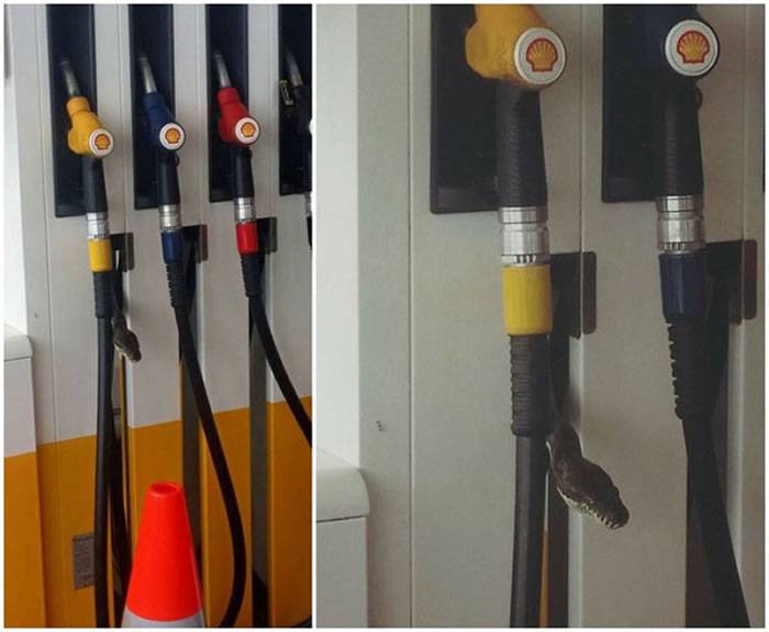 澳洲地毯蛇钻进加油站液压管伪装成一个液压泵
