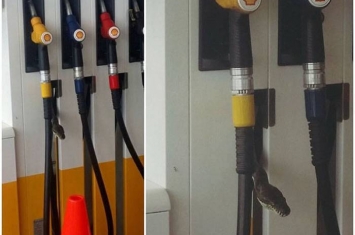 澳洲地毯蛇钻进加油站液压管伪装成一个液压泵