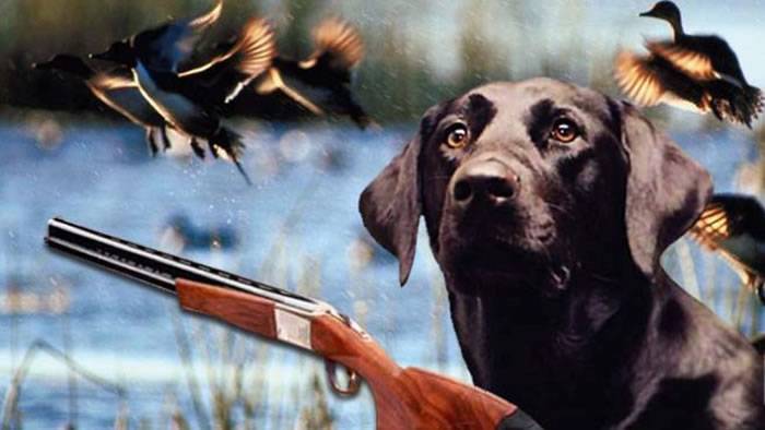 美国印第安纳州一只叫“扳机”的拉布拉多犬误触猎枪扳机射伤女主人