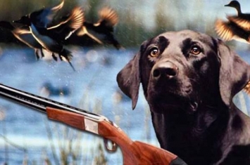 美国印第安纳州一只叫“扳机”的拉布拉多犬误触猎枪扳机射伤女主人