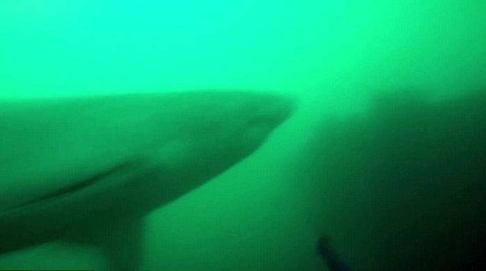 南非渔民潜水找寻岩礁鱼时遭到大白鲨追逐攻击