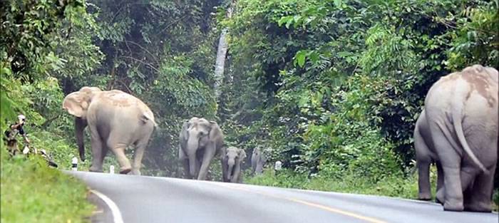 泰国摩托车噪音激怒象群 车手遭大象围攻