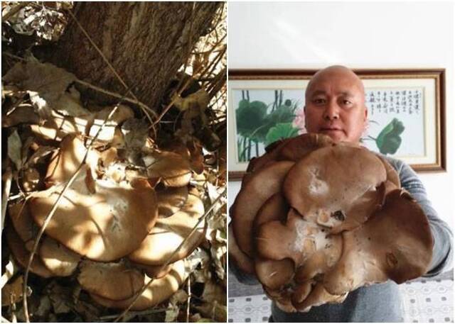 新疆伊犁地区居民采集到巨型野生大蘑菇