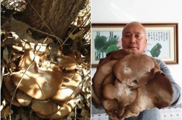 新疆伊犁地区居民采集到巨型野生大蘑菇