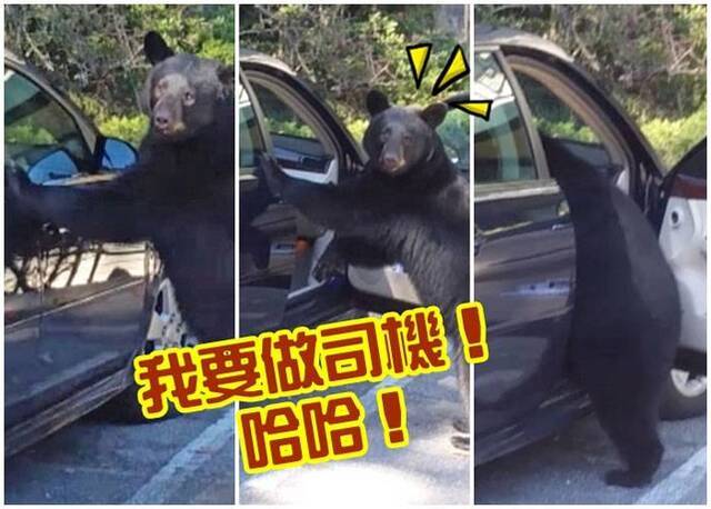 美国野生黑熊打开车门跳上汽车 不小心按响喇叭被吓跑