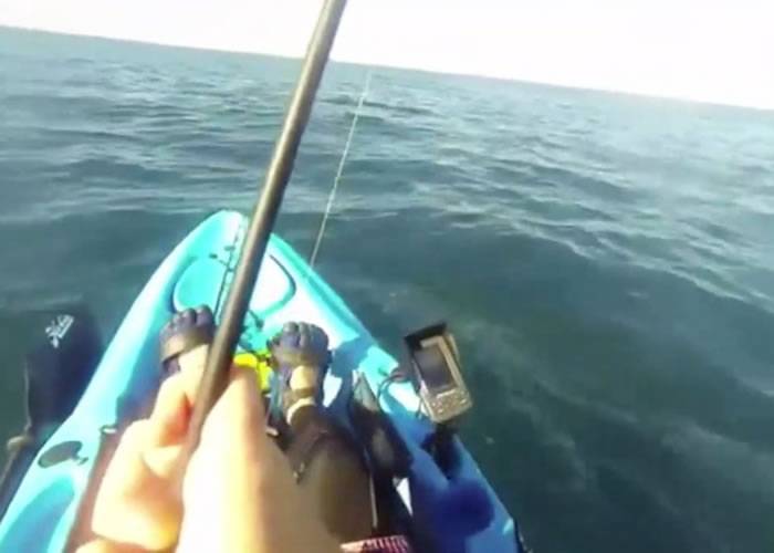 澳洲男子出海钓鱼遇虎鲨 拍下恶斗20分钟过程