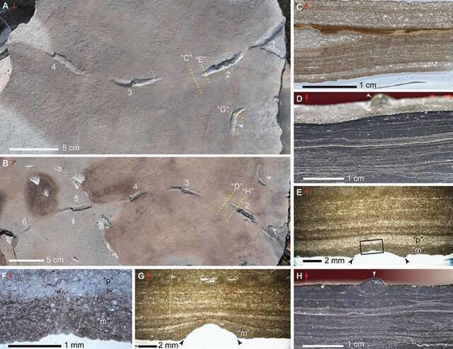 动物的早期行为和早期海绵骨针的生物矿化方面研究又取得新进展