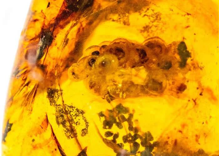 一亿年前的白垩纪琥珀中首次发现两栖类、腹足类以及昆虫产下的卵团