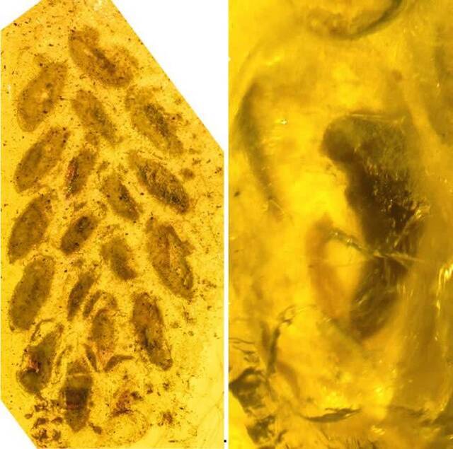 一亿年前的白垩纪琥珀中首次发现两栖类、腹足类以及昆虫产下的卵团