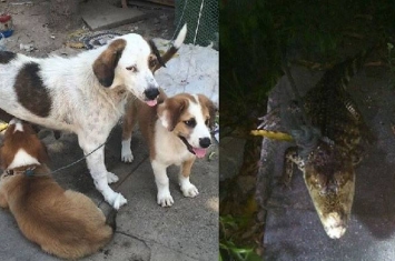 泰国一只母狗为保护孩子与鳄鱼对峙半小时