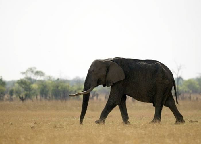 抗议薪金低 津巴布韦万基国家公园巡逻员涉毒杀大象