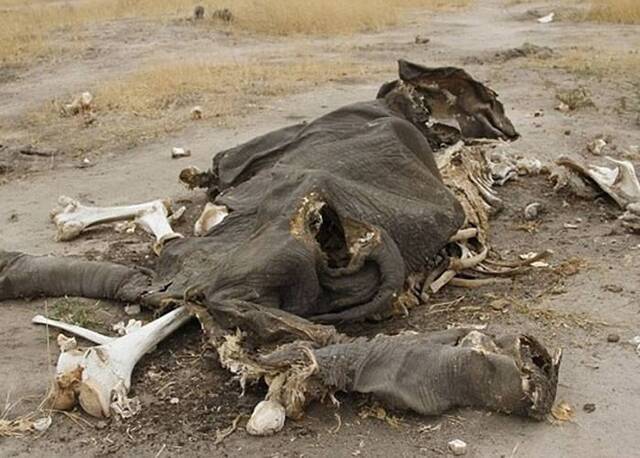 抗议薪金低 津巴布韦万基国家公园巡逻员涉毒杀大象