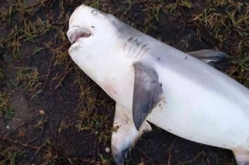 美国阿拉巴马州居民后院居然出现一条公牛鲨