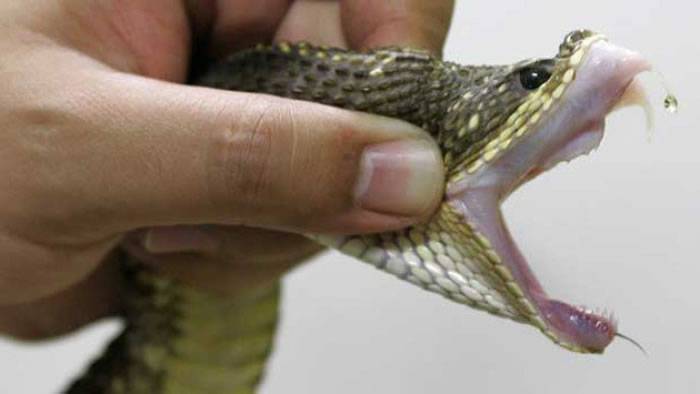 巴西1岁幼童在家玩耍遭遇毒蛇居然将其咬死