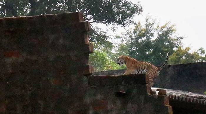 老虎闯入印度博帕尔中央农业工程学院校园