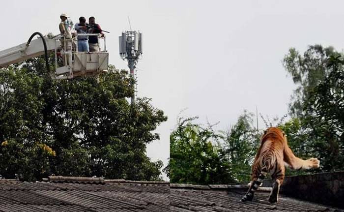 老虎闯入印度博帕尔中央农业工程学院校园
