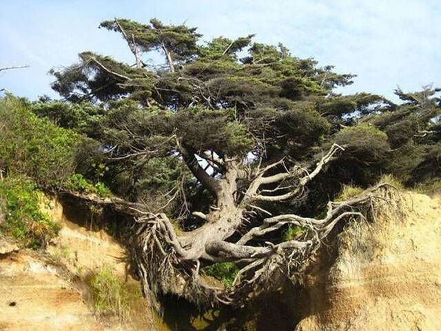 美国华盛顿州奥林匹克国家公园“生命之树”坚强地跨立在悬崖边