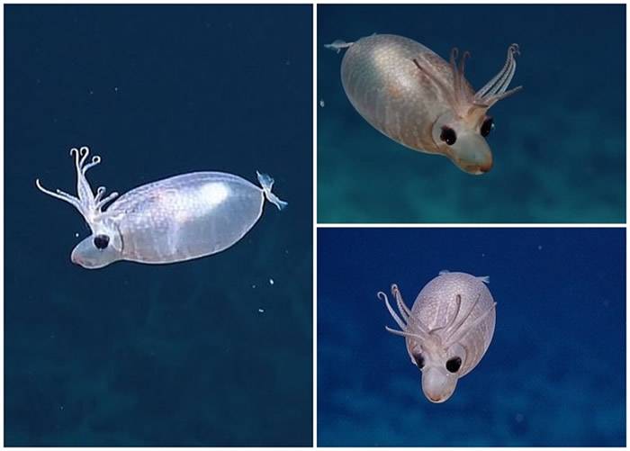 美国夏威夷巴尔米拉环礁水域拍摄到“小猪鱿鱼”Helicocranchia pfefferi