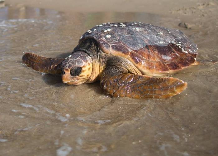 日本和歌山县迎来濒危物种红海龟产卵季