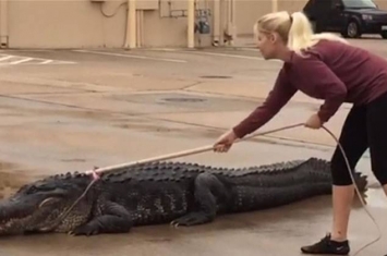 美国得克萨斯州女子只手擒拿巨大短吻鳄