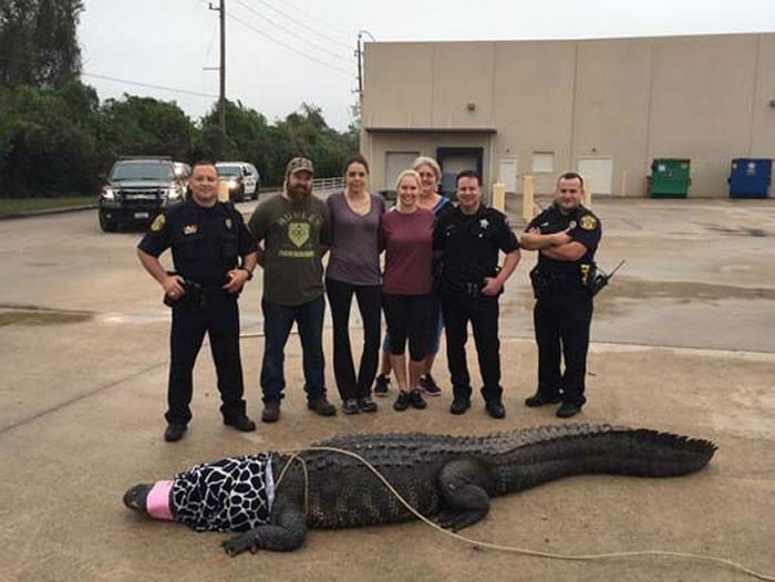 美国得克萨斯州女子只手擒拿巨大短吻鳄