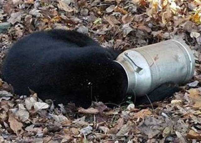 美国马里兰州黑熊头困牛奶罐 动态可爱如小熊维尼