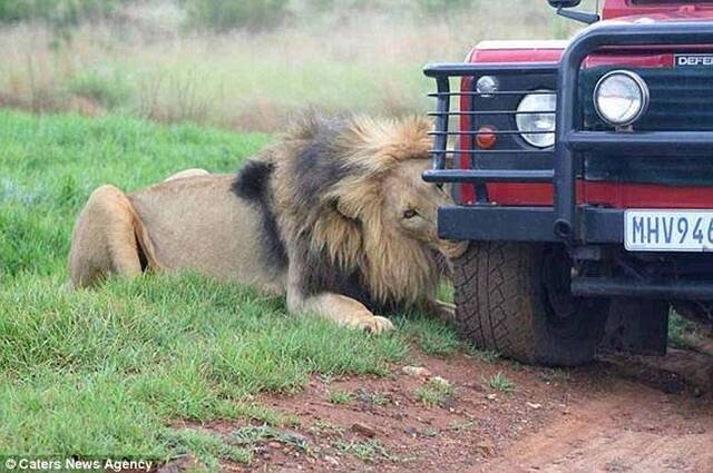 坦桑尼亚大草原狮子咬破轮胎抓车窗