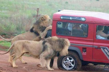 坦桑尼亚大草原狮子咬破轮胎抓车窗