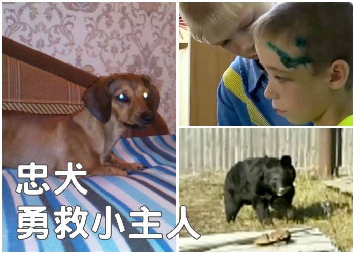 俄罗斯腊肠狗勇斗黑熊救8岁小主人