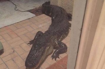 美国佛罗里达州男子半夜听到花园有巨响 原来10呎长巨型鳄鱼造访