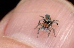世界上最小的蜘蛛，只有0.43毫米的施展蜘蛛(还没有句号大)