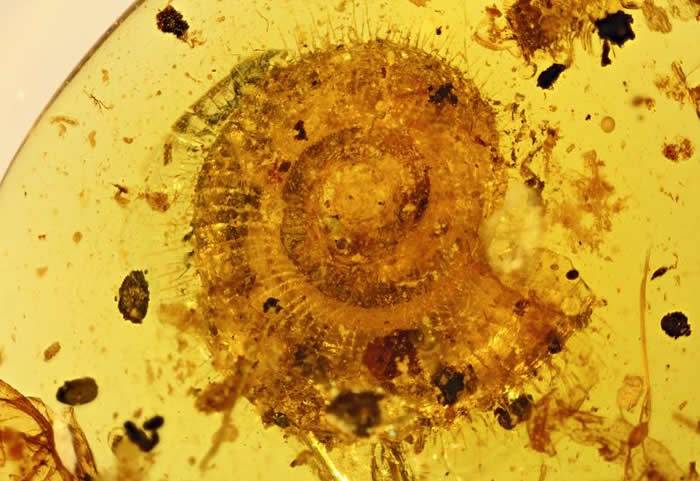 缅甸北部克钦邦胡康河谷白垩纪琥珀中首次发现保存了角质毛的陆生蜗牛