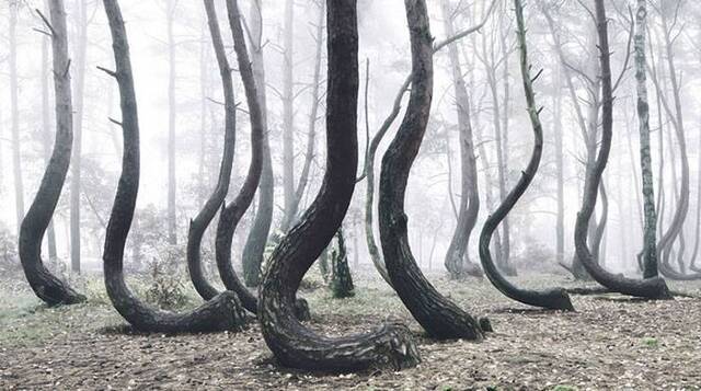 波兰“弯曲森林”（Crooked Forest）里面的松树大部分都弯曲生长
