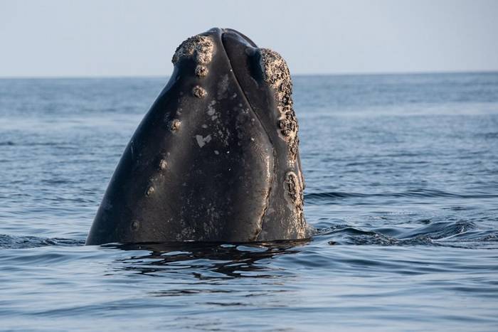 最近发生的六起死亡事件让稀有鲸鱼“北大西洋露脊鲸”离灭绝又更近一步