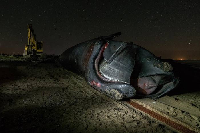 最近发生的六起死亡事件让稀有鲸鱼“北大西洋露脊鲸”离灭绝又更近一步