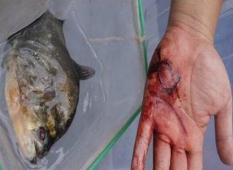 广西柳州食人鱼事件，食人鱼咬伤两人竟是日本人放的