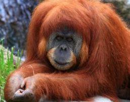 世界上最聪明的动物，红毛猩猩(与人类基因相似度高达96.4%)