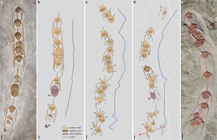 摩洛哥早奥陶世节肢动物化石研究发现集体行为可能早在4.8亿年前就已存在