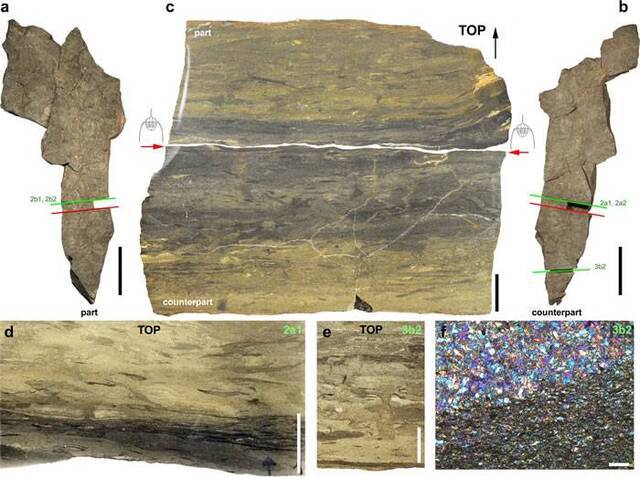 摩洛哥早奥陶世节肢动物化石研究发现集体行为可能早在4.8亿年前就已存在