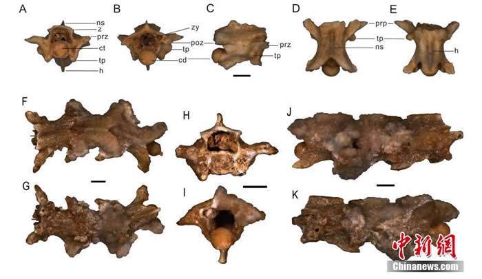 陕西洛南龙牙洞发现有鳞类化石 似水游蛇化石距今大约35万年至27万年