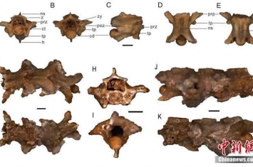 陕西洛南龙牙洞发现有鳞类化石 似水游蛇化石距今大约35万年至27万年