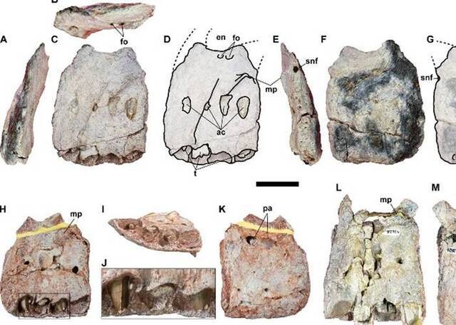 白垩纪“暹罗鲨齿龙”：泰国出土1.15亿年前顶级大型食肉恐龙化石