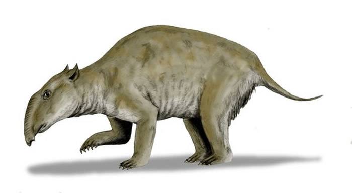 首次描述“袋貘”的身形！2500万年前生活在澳大利亚的巨型有袋动物