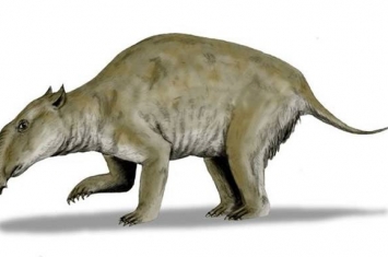 首次描述“袋貘”的身形！2500万年前生活在澳大利亚的巨型有袋动物