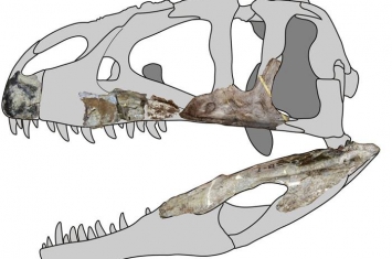 泰国呵叻发现鲨齿龙化石