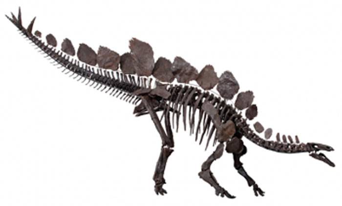 古生物学家试图彻底重组恐龙分类系统 是什么特征让一种恐龙区别于另一种恐龙？