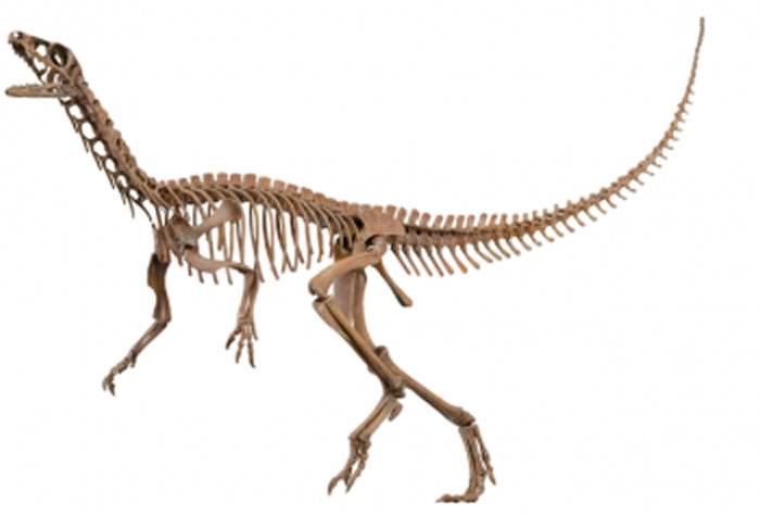 古生物学家试图彻底重组恐龙分类系统 是什么特征让一种恐龙区别于另一种恐龙？
