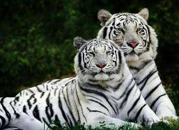 世界上最好看的动物，白化孟加拉虎外表出众（不利于自己生存）