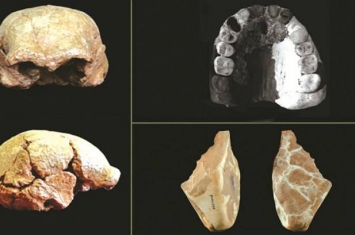 安徽是古人类理想栖息地 先后发现和县猿人、银山智人和华龙洞古老型智人