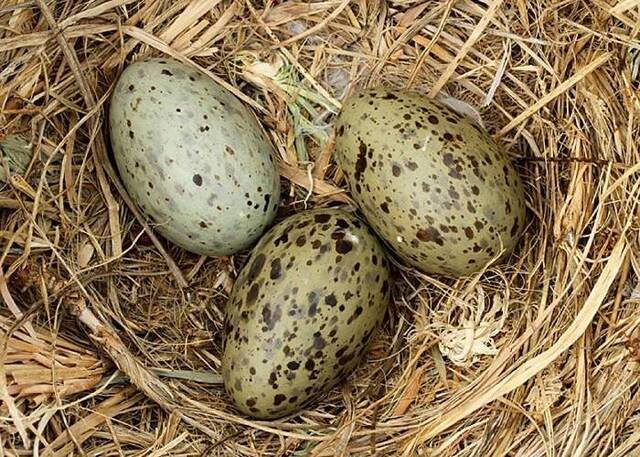 鸟蛋内的胚胎可接收到警告讯号并与鸟巢内的兄弟姊妹分享 等到环境变得安全再破壳以出